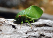 bladder cicada