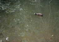turtles at cedar grove waterhole